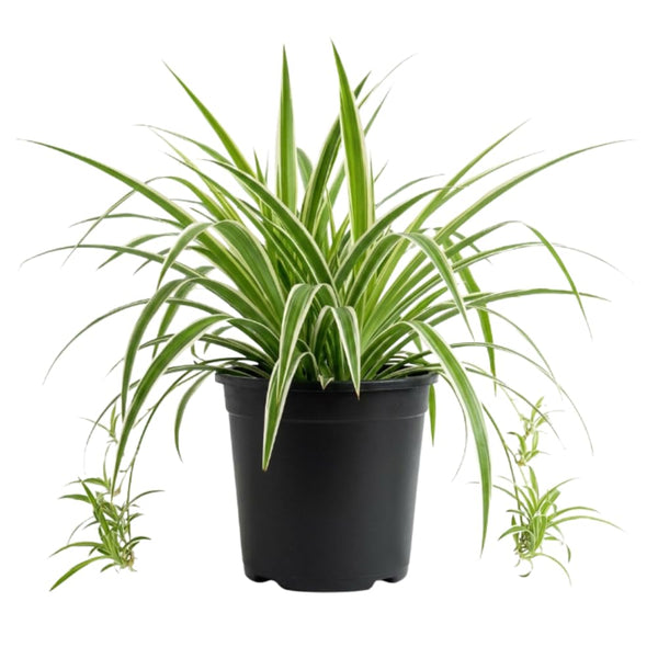 Spider Plant, Variegated Spider Plant Live, 4-6 Inc Tall, Green White Foliage Houseplant for Decoration, No Pot