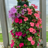 2 Random Impatiens Live Plants, 5-7 Inch Tall