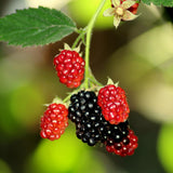 3 Sweet Thornless Boysenberry Plants Live, Garden Plant, 4-6 Inch Tall