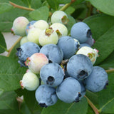 2 Jewel Blueberry Plant Live, Blueberry Bushes Plant, 4-7 Inch Tall