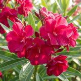 Set 2 Red Oleander Plants Live, Oleander Plant, 4-6 Inc Tall