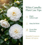 Live White Camellia Plant 8-14" Tall, Camellia Plant in Pot