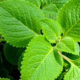 2 Green Cuban Oregano Herb Live Plants, 4 Inch Tall
