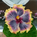 Purple Hibiscus Live Plant, Live Starter Plant, 5-7 Inch Tall