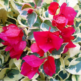 Red Desert Rose Live Plant 4-7 Inches Tall