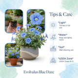 2 Blue Evolvulus Live Plants, Starter Plant, 4-6 Inch Tall