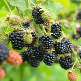2 Triple Crown BlackBerry Live Plants, Berry Fruit Bush, 4-7 Inch Tall
