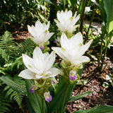 2 White Ginger Live Plants, Ornamental Flowering Ginger Plant for Indoor Outdoor, Colorful Blooming Gingers 4-6 Inches