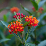 2 Red Milkweed Live Plants, Asclepias Tuberosa, 4-6 Inch Tall