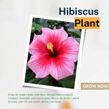 Pink Red Hibiscus Live Plant 5-7", in Pot