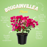 2 Pink Bougainvillea Live Plants, Indoor Outdoor Plant, 4-6 Inch Tall