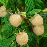 3 BlackBerry Live Plants, Berry Bush, 3-7 Inch Tall