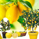 Yellow Meyer Lemon Tree Live Plant, Fragrant Citrus Fruit Tree, 2 Ft Tall
