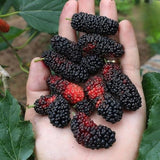 Dwarf Mulberry Live Tree, Hardy Garden Plant, 4-6 Inch Tall