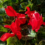 Red Cyclamen Plant Live, Indoor Outdoor Flower, 4 Inch Pot