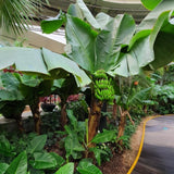 3 Banana Trees Live Plants, Starter Fruit Plant, 3-5 Inch Tall
