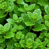 Set 2 Mojito Mint Live Plant, 3-7 Inch Tall