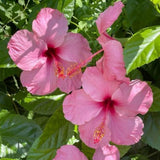 Pack 2 Bright Pink Hibiscus Plant Live 5-7 Inch Tall