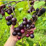 3 Random Grape Vine Plants Live, Fruit Vine, 3-5 Inch Tall