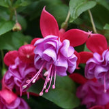 Blue Fuchsia Live Plant, Long Blooming Flower, 4-8 Inch Tall, 5 Inch Pot