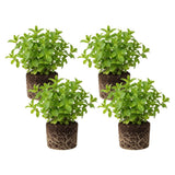 4 Peppermint Live Plants, Fragrant Herbs, 4-6 Inch Tall