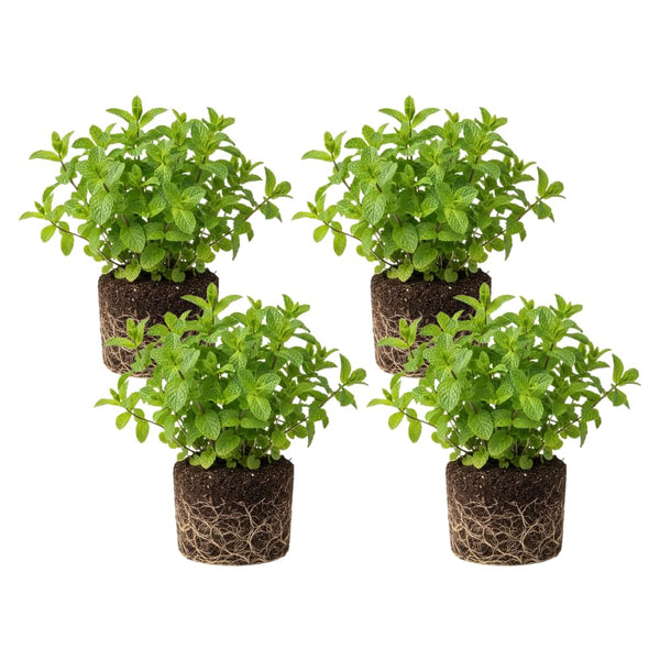 4 Peppermint Live Plants, Fragrant Herbs, 4-6 Inch Tall