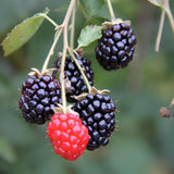 2 Osage Blackberries Plant Live, Sweet Fruit, 4-7 Inch Tall