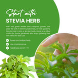 4 Stevia Live Plants, Stevia Plant, Outdoor Garden Plant, 4-6 Inch Tall