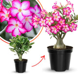 Pink Desert Rose Live Plant, Home Garden Plant, 4-6 Inch Tall