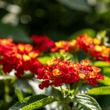 2 Salsa Lantana Live Plants, Lantana Flower Plant, 4-7 Inch Tall