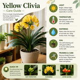 Yellow Clivia Live Plant, Indoor Plant, 6 Inch Pot