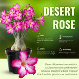 Pink Desert Rose Live Plant, Garden Plant, 4-6 Inch Tall