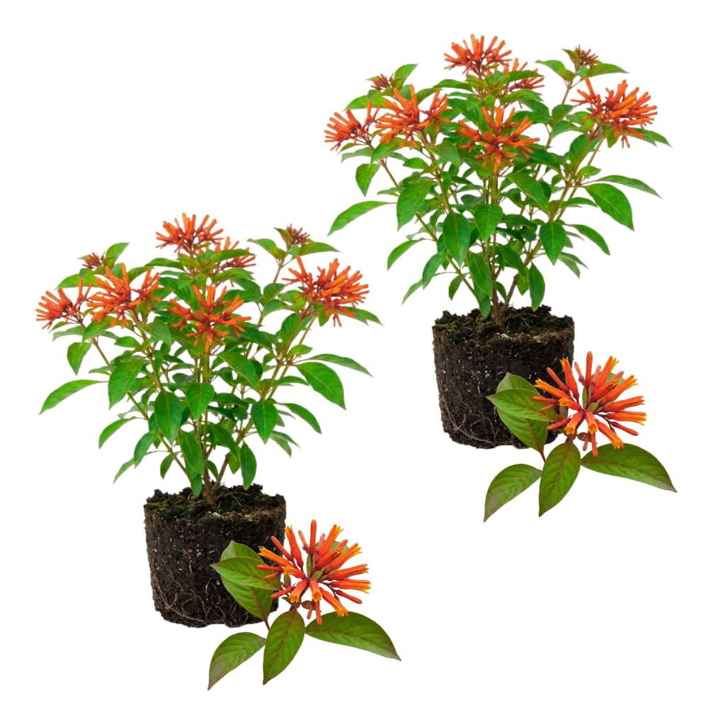 2 Orange Firebush Hamelia Plants, 4-6 Inch Tall, Tropical Shrub