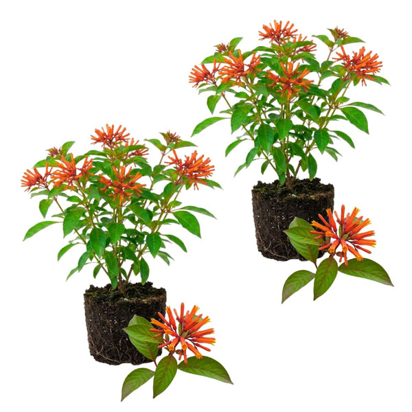 2 Orange Firebush Hamelia Plants, 4-6 Inch Tall, Tropical Shrub