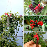Curly Lipstick Plant Live, Trailing Houseplant, 2 Inch Pot
