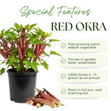 2 Red Okra Plants Live, Vegetable Starter Plant, 4-8 Inch Tall, 5 Inch Pot