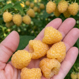 3 Fall Gold Raspberry Live Plants, Ready to Grow Plant, 4-6 Inch Tall