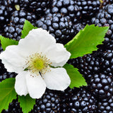 2 High Yields Black Berry Plants, Blackberries Bush, 4-6 Inch Tall