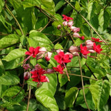 Set 3 Red Bleeding Heart White Plants Live 4-6 Inch Tall