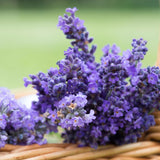 2 Lavender Live Plants, 4-6 Inch Tall