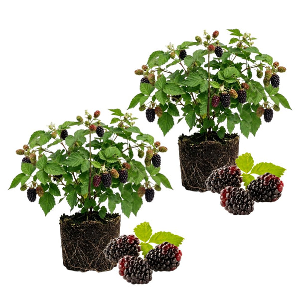 2 Sweet Boysenberry Live Plants, Starter Plant, 4-6 Inch Tall