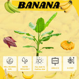 Truly Tiny Banana Tree Live Plant, Home Garden Plant, 4-6 Inch Tall