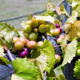 3 Muscadine Grape Plants Live for Planting, Starter Plants, 3-5" Tall, No Pot, Cold Hardy, Tree Grape Vines Fruit for Spring Growing (Southern)