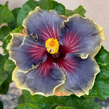 Yellow Hibiscus Live Plant, Patio Container Plant