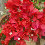 2 Red Orange Bougainvillea Live Plants, Indoor Outdoor Plant, 5-7 Inch Tall