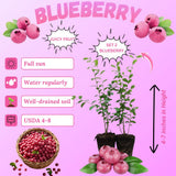 2 Pink Lemon Blueberry Plant Live, Blueberry Bushes Plant, 4-7 Inch Tall
