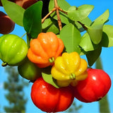 Live Surinam Cherry Tree Live Plant 4–7" Tall