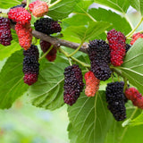 Illinois Mulberry Tree Live, Hardy Garden Plant, 4-6 Inch Tall