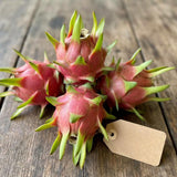3 Baby Dragon Fruit Plants Live, Sweet Dragon Fruit Plant, 3-7 Inch Tall