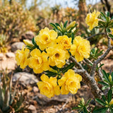 Double Yellow Desert Rose Plant Live, Succulent Houseplant, 4-7 Inch Tall